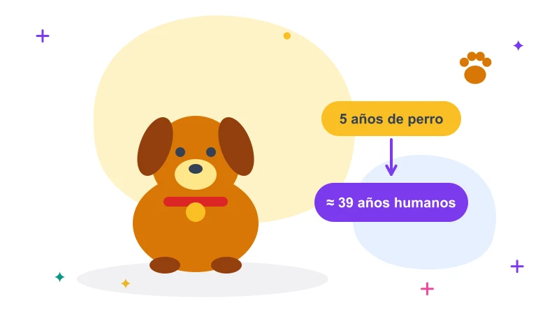 Edad de mi perro en años humanos